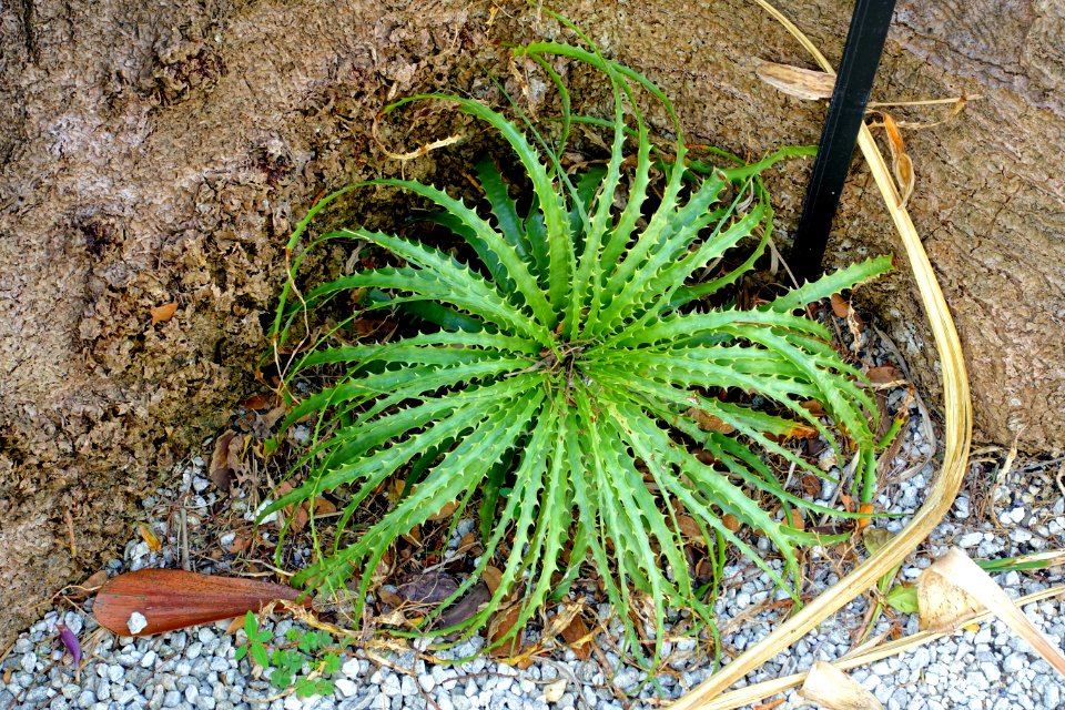 Encholirium horridum - Mounts Botanical Garden - Palm Beach County, Florida - DSC03638