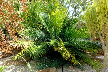 Encephalartos hildebrandtii - Mounts Botanical Garden - Palm Beach County, Florida - DSC03624