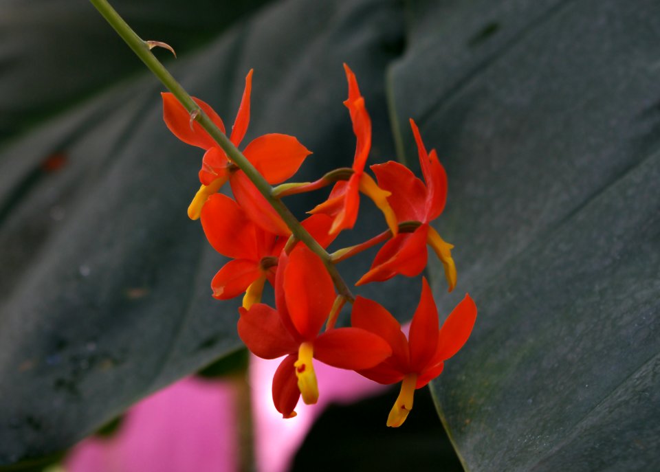 Encyclia vitellina 2