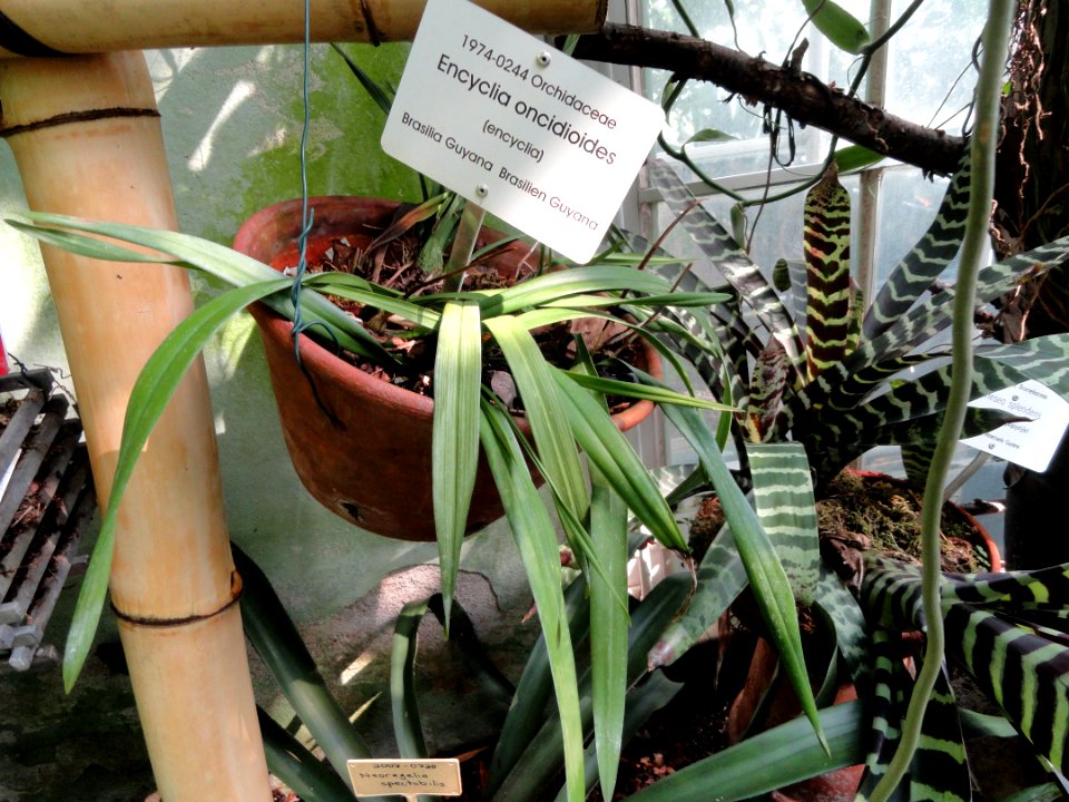 Encyclia oncidioides - Botanical Garden in Kaisaniemi, Helsinki - DSC03631