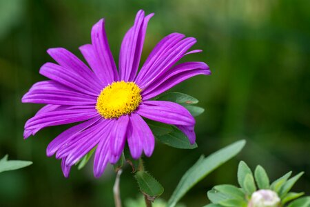 Blossom bloom marguerite photo