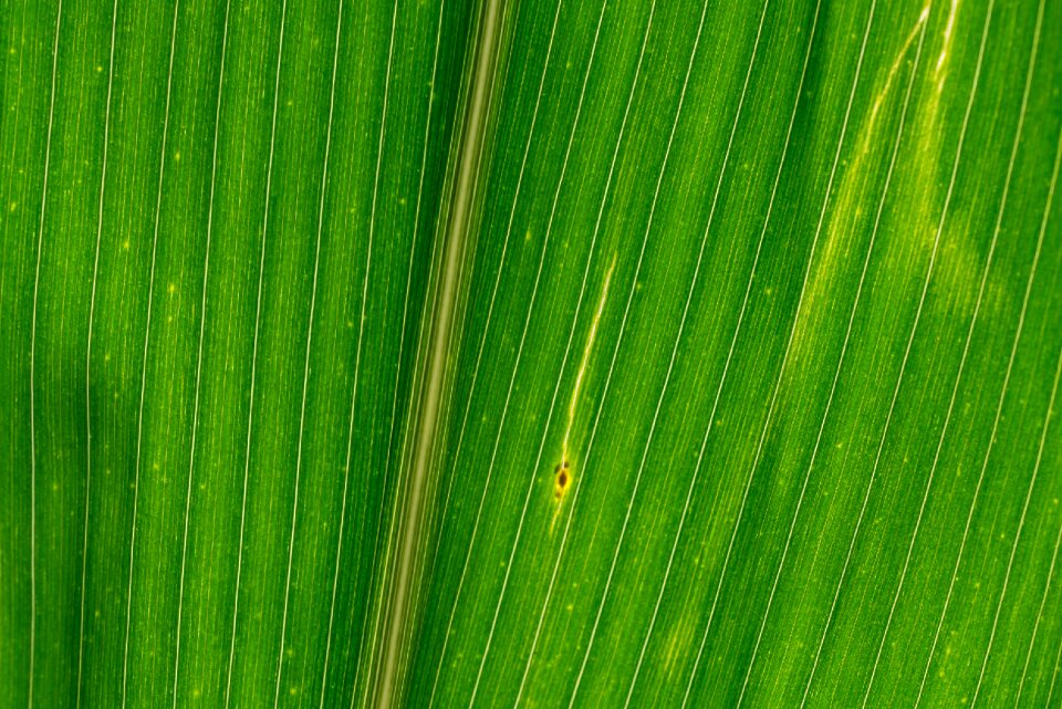 Texture color green