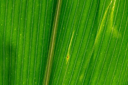 Texture color green