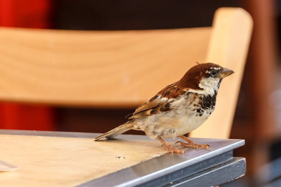 Sperling birds songbird