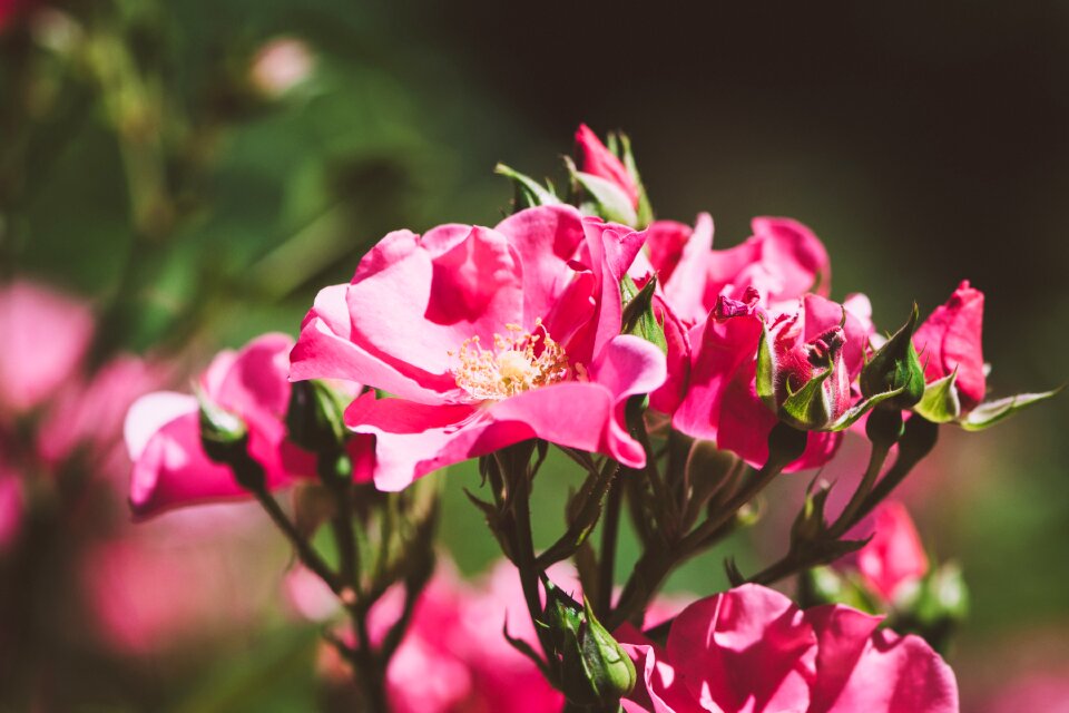 Pink flowers flower pink flower