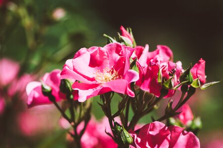 Pink flowers flower pink flower photo