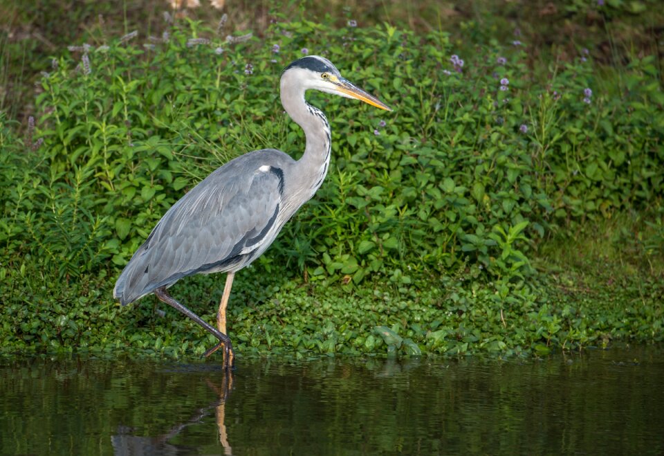 Ardea cinerea animal grey