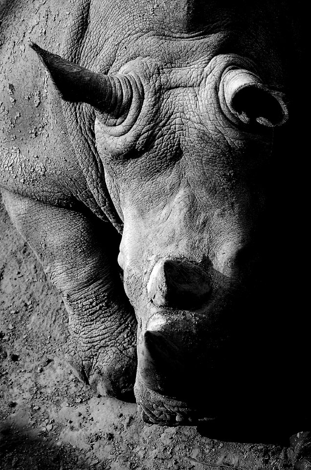 Wildlife fauna rhino