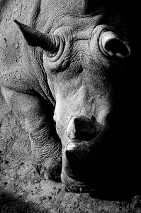 Wildlife fauna rhino