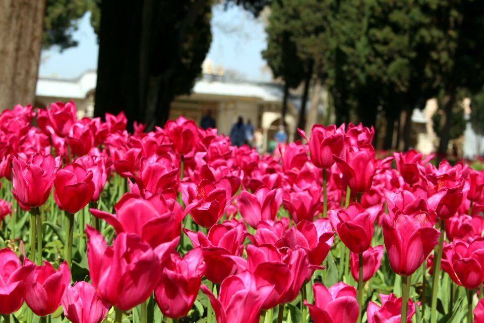 Pink flower garden