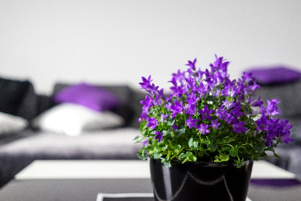 Flowers living room facilities