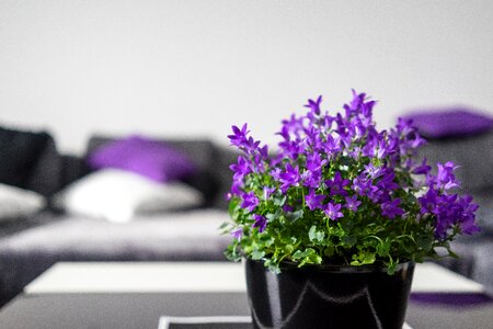 Flowers living room facilities