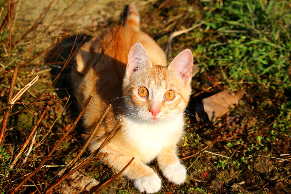 Red cat young cat cat baby