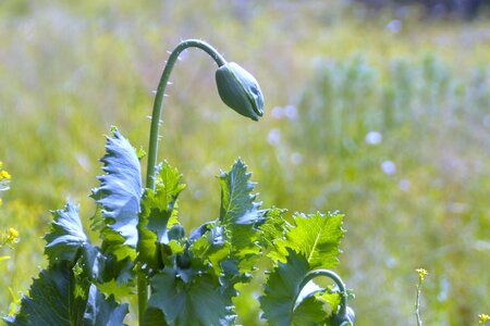 Summer opium crop
