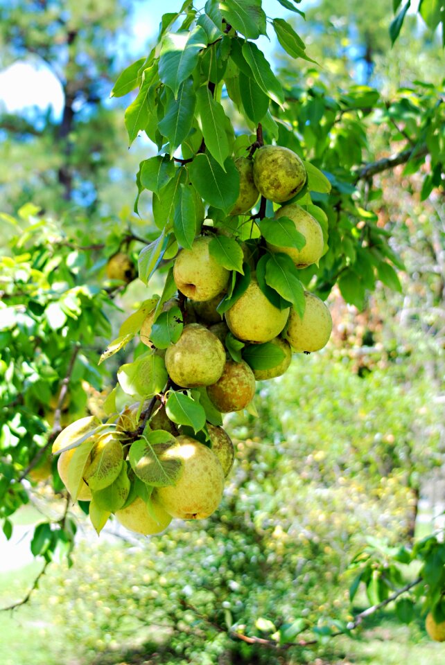 Tree colorful sweet