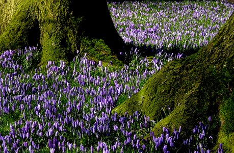 Blossom bloom husum