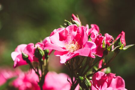 Pink flowers flower pink flower photo