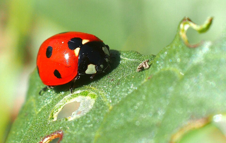 Ladybug macro nature
