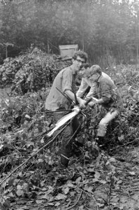 Enkele studenten versjouwen bomen, Bestanddeelnr 921-6486