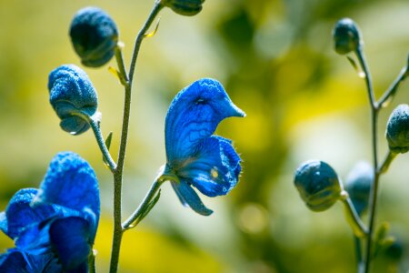 Blue blue flowers lamiaceae photo
