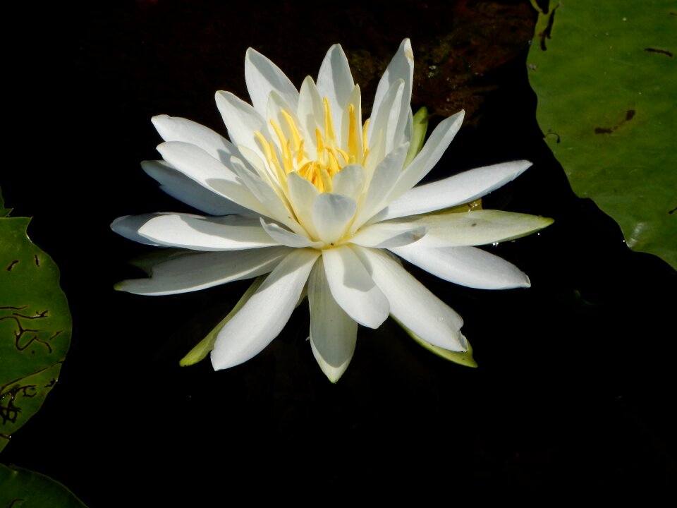 Pond summer flower