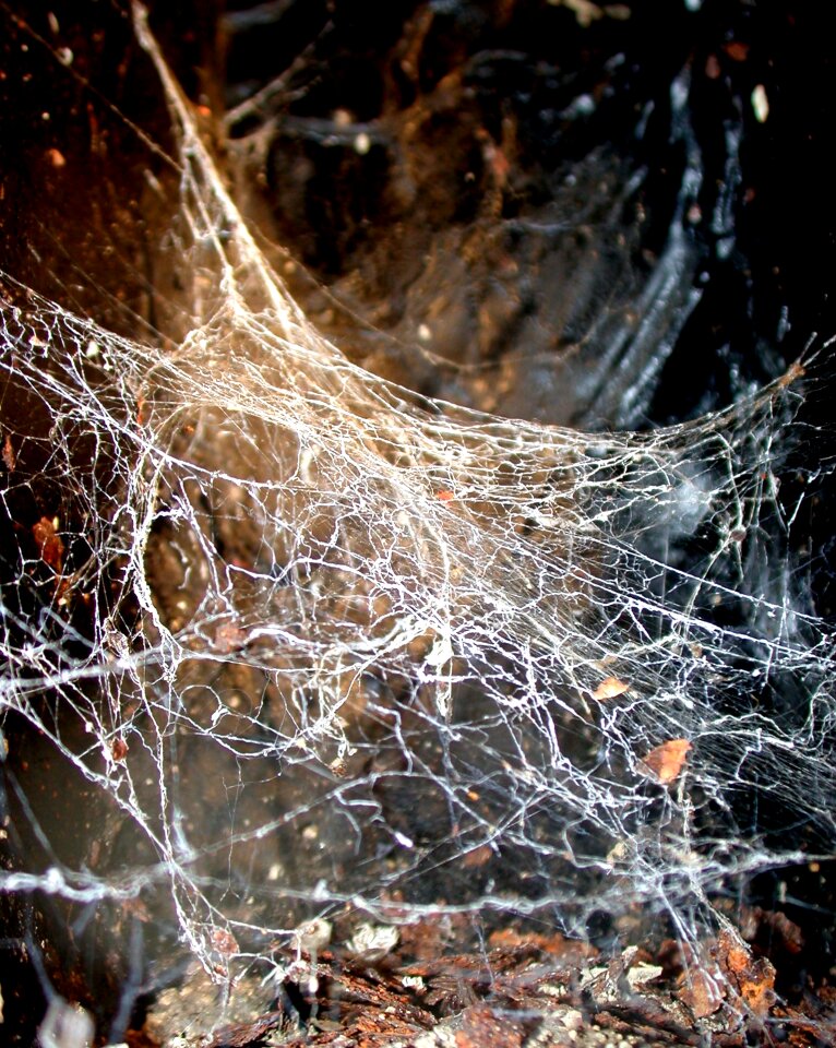 Spider web jumble