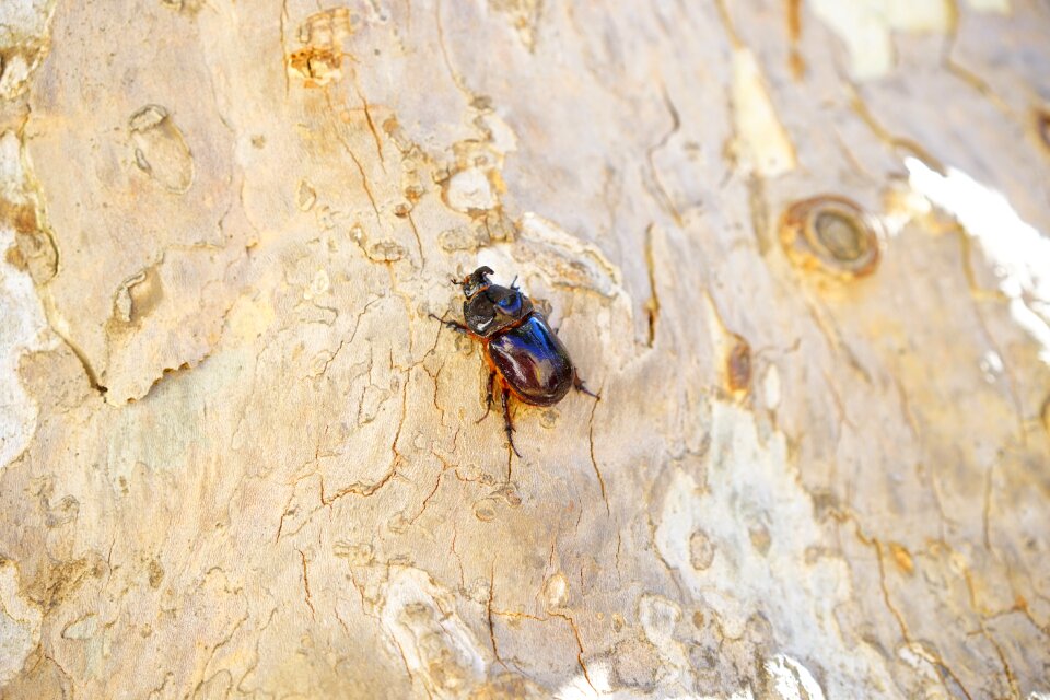 Krabbeltier oryctes nasicornis leaf horn beetle scarabaeidae