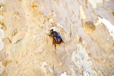 Krabbeltier oryctes nasicornis leaf horn beetle scarabaeidae