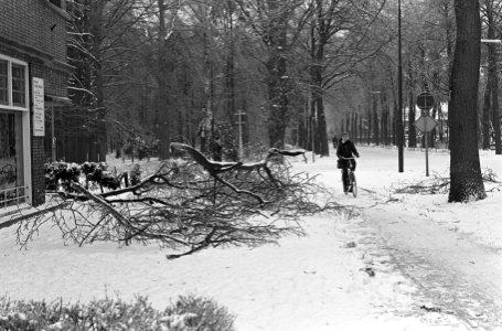 Enorme schade aan de bossen in Drenthe, beuken en eiken hangen zwaar voorover, Bestanddeelnr 918-7657