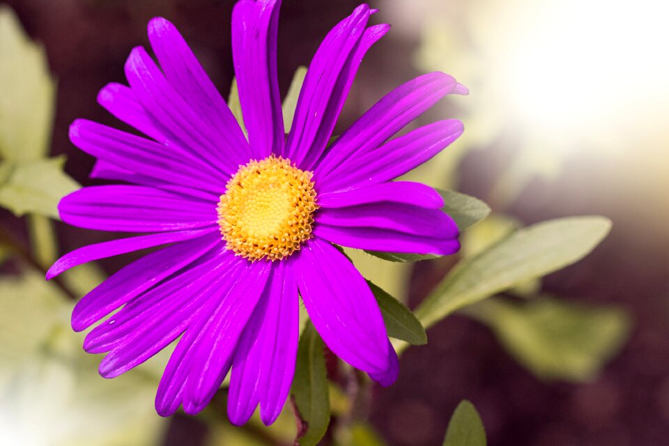 Purple blossom bloom
