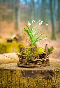 Nature decoration flowers