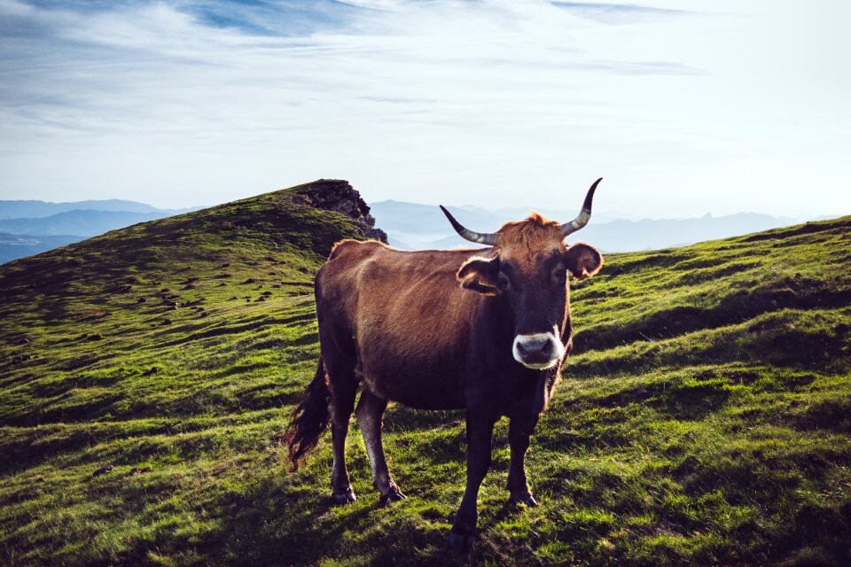 Bovine rural nature