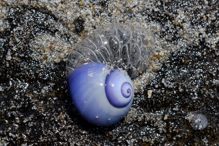Nature animal seashell photo
