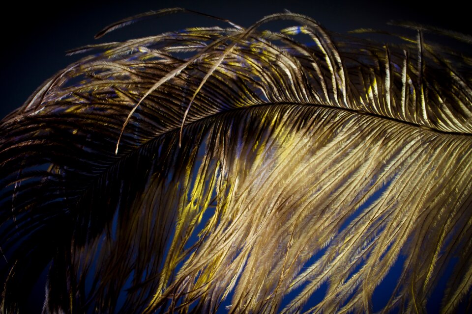 Strauss close up bird feather