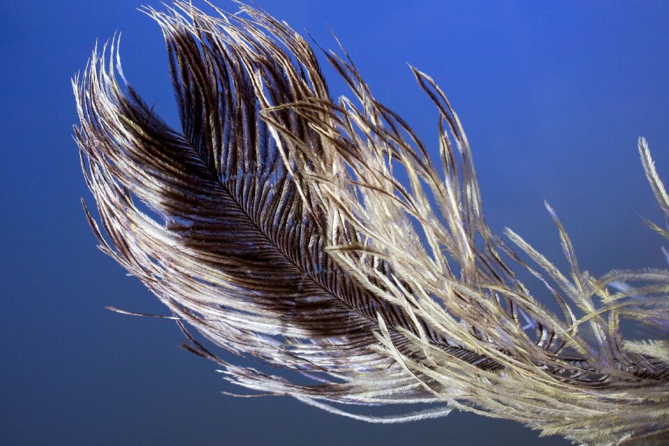 Strauss close up bird feather