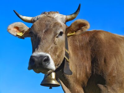 Beef allgäu brown allgäu