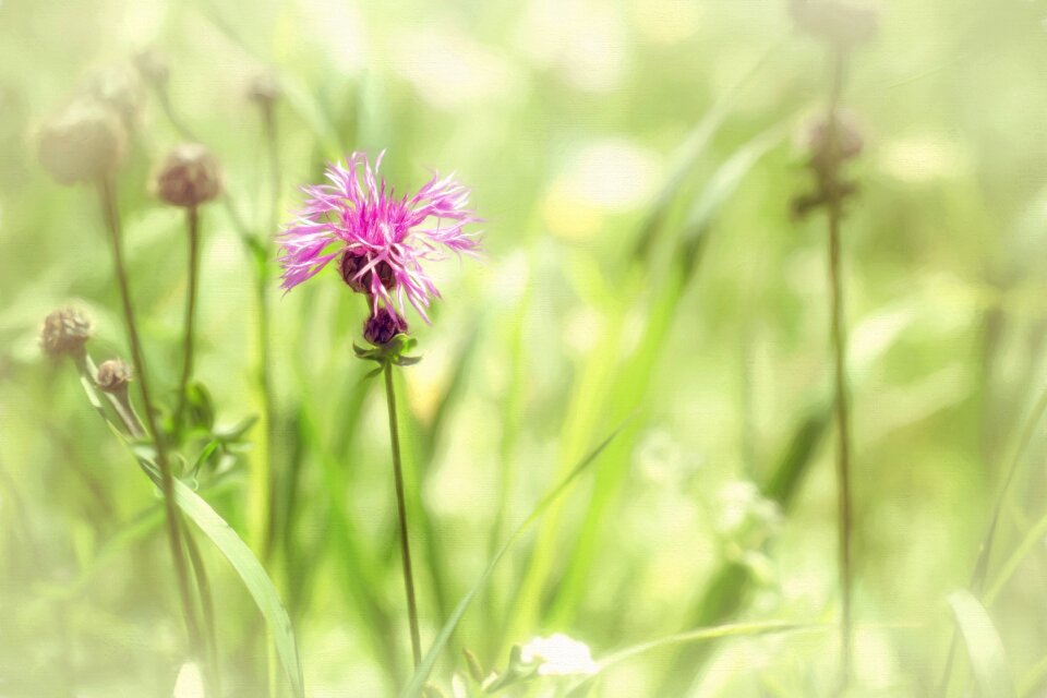 Paint meadow nature