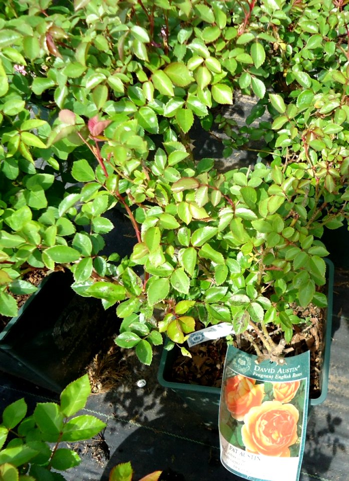 English Roses plants growing in New Jersey in April