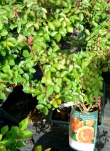 English Roses plants growing in New Jersey in April