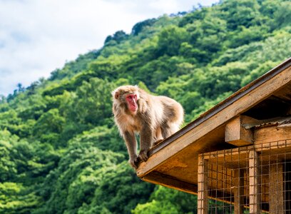 Monkey monkey on roof kyoto photo