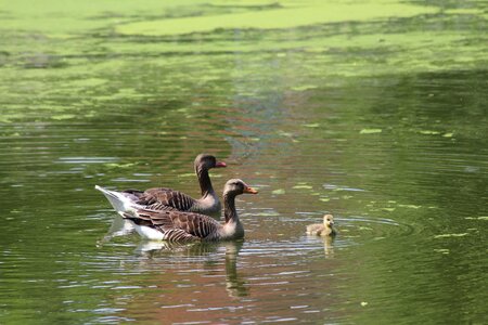 Anser anser geese nuclear family photo