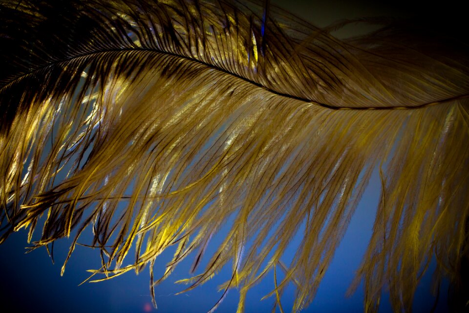 Strauss close up bird feather