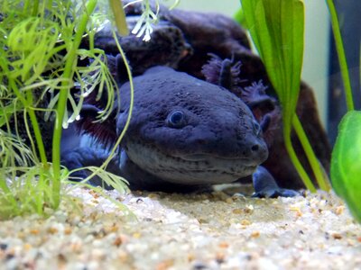 Male ambystoma mexicanum