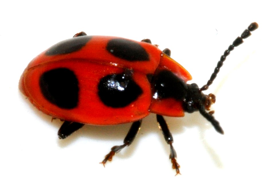 Endomychus-coccineus-11-fws