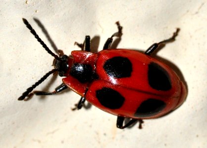 Endomychus-coccineus-04-fws