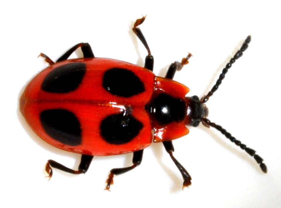 Endomychus-coccineus-09-fws