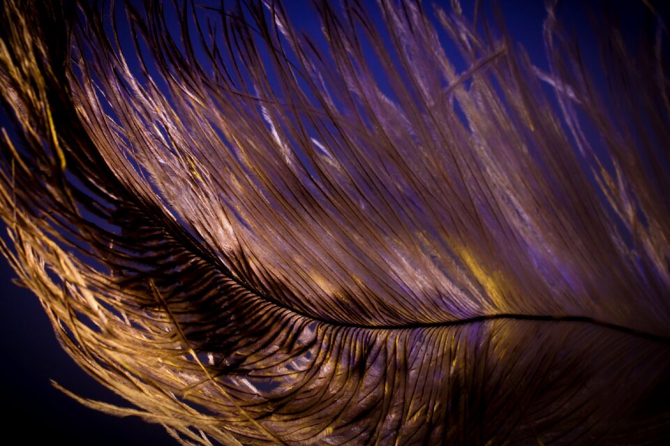 Strauss close up bird feather