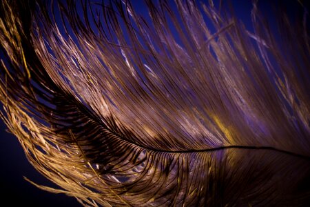 Strauss close up bird feather