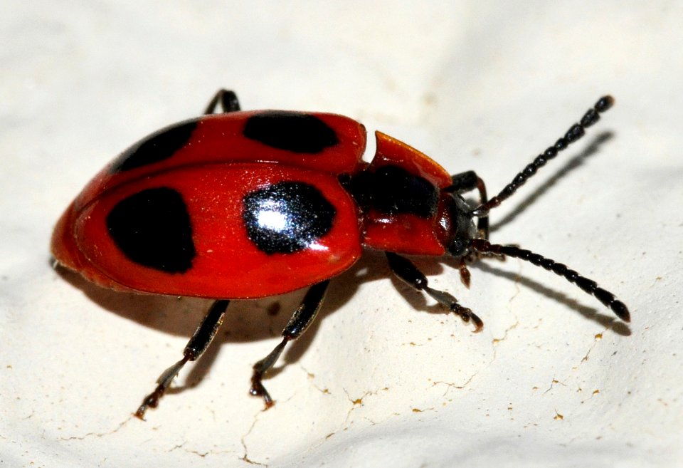 Endomychus-coccineus-03-fws