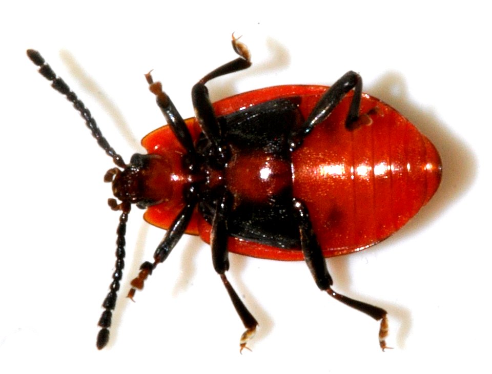 Endomychus-coccineus-07-fws